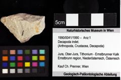 Foto (Objket + Etiketten) von Decapoda indet. 